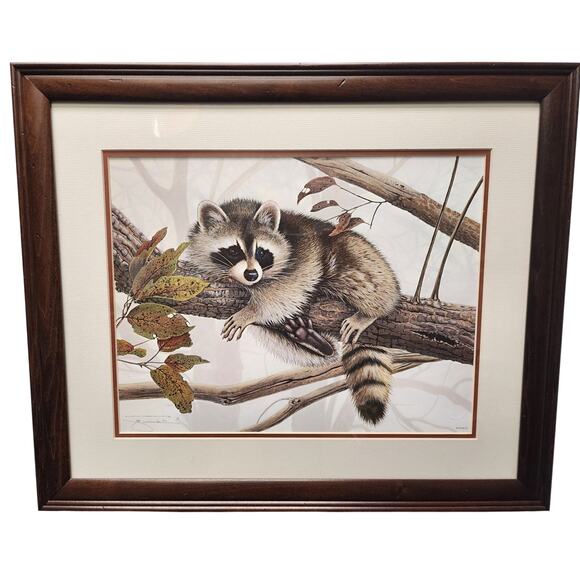 Jim Oliver Raccoon 1984 Signed Embossed Lithograph Framed Wildlife Art Print - Picture 1 of 11